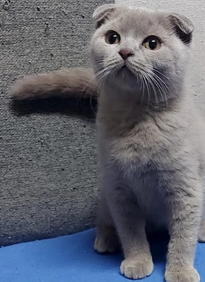 Vand pui de pisica , rasa pura british & scotish shorthair .culoare gri și lila. - imagine 3