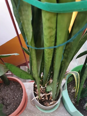 De vinzare 2 buc. ghivece Limba soacrei (Sansevieria) cu mai multe tulpini, de 1,1 m. 