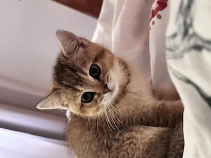 British Shorthair Golden 3 luni - imagine 5