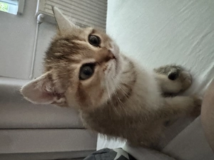 British Shorthair Golden 3 luni - imagine 3