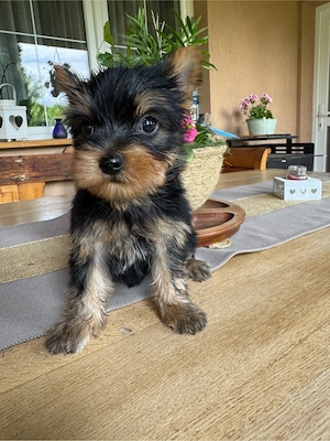 yorksire terrier - imagine 2