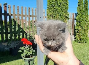 Mascul British shorthair  - imagine 2