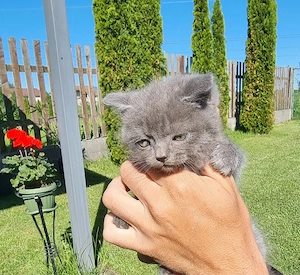 Pisoi si pisica  British shorthair 