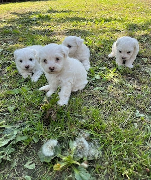 Bichon Maltese  - imagine 2