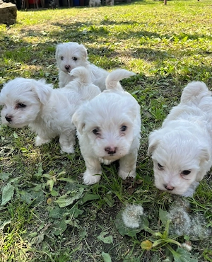 Bichon Maltese  - imagine 4