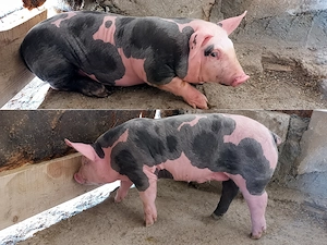 Purcei. Pietrain landras românești. 