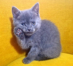 Pui British Shorthair (fetiță). - imagine 4
