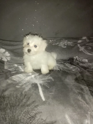 Bichon maltez mini toi g