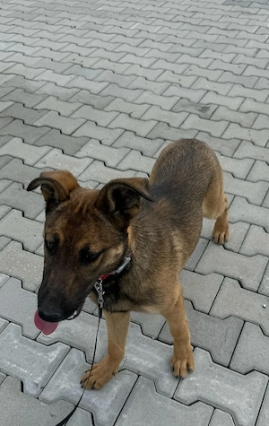 DONEZ doua fetite ciobanesc belgian malinois de 5 luni + un adult dresat - imagine 2