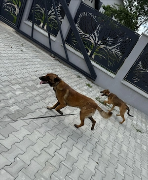 DONEZ doua fetite ciobanesc belgian malinois de 5 luni + un adult dresat - imagine 3