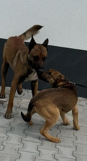 DONEZ doua fetite ciobanesc belgian malinois de 5 luni + un adult dresat - imagine 5