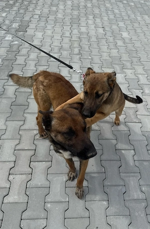 DONEZ doua fetite ciobanesc belgian malinois de 5 luni + un adult dresat - imagine 4