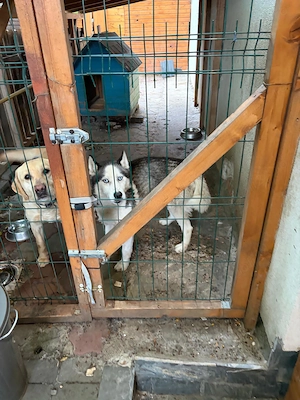 Donez Labrador su Husky - imagine 2