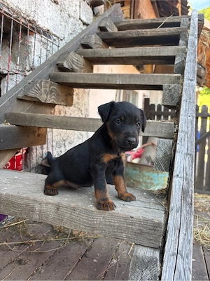 jagdterrier