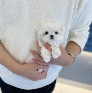 Bichon Maltez Mini Toy  - imagine 2