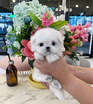 Bichon maltez mini toy  - imagine 2