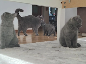 Pisici british shorthair - imagine 6
