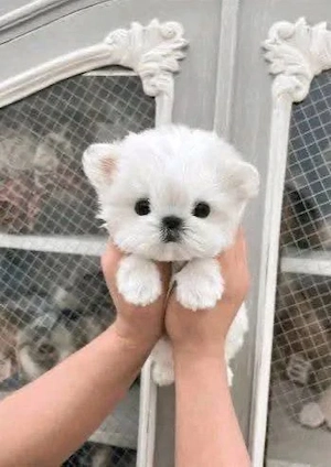 Bichon Maltez Mini Toy  - imagine 2