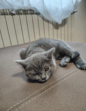 Pisici british shorthair - imagine 2