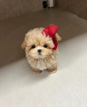 Maltipoo Mini Toy Pudel Caniche Poodle - imagine 2