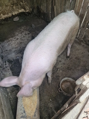 vand porc  - imagine 2