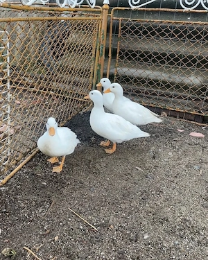 Rațe pitice olandeze albe 