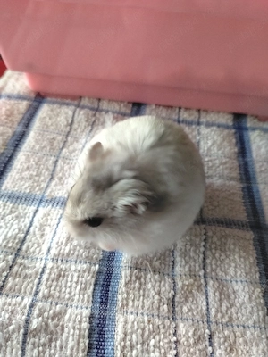 Vand 2 hamsteri superbi  - imagine 3