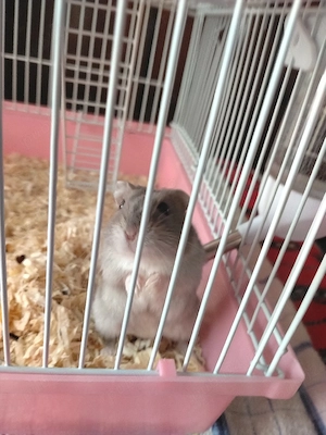 Vand 2 hamsteri superbi  - imagine 2