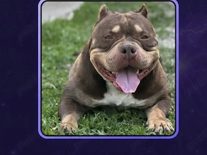 American bully pocket tricolor caută casă nouă  - imagine 2