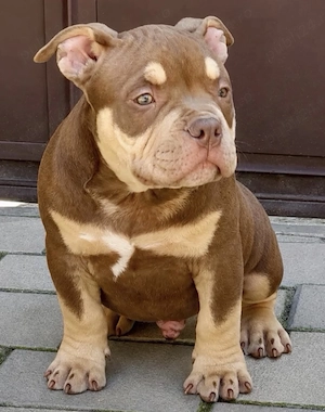 American bully pocket tricolor caută casă nouă  - imagine 5