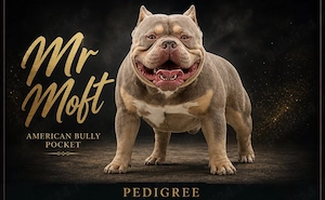 American bully pocket tricolor caută casă nouă  - imagine 3