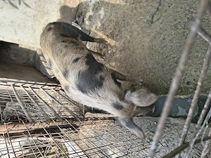 Porc de carne