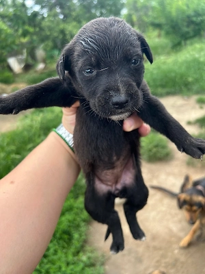 pt adopitie puii de amstaff cu lup - imagine 4