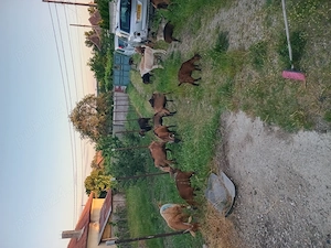 Vand capre Mehedinți