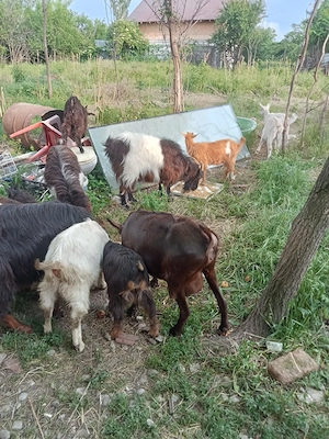  vând capre iezi sau schimb cu purcei  - imagine 4
