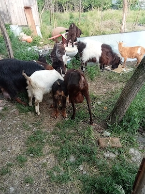  vând capre iezi sau schimb cu purcei  - imagine 5