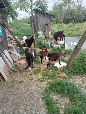  vând capre iezi sau schimb cu purcei  - imagine 3