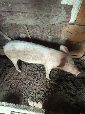 porci de vanzare