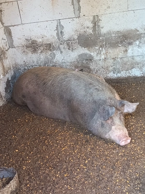 porci de vanzare - imagine 4