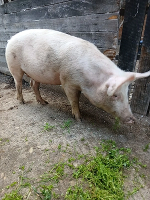Porci pt protap,Craiova - imagine 3