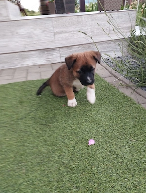 Vând căței din rasa ciobănesc belgian malinois  - imagine 3