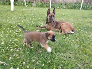 Vând căței din rasa ciobănesc belgian malinois  - imagine 4