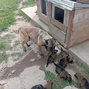 catelusi pentru adoptie - imagine 3