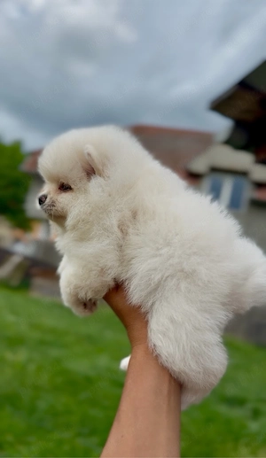 pomeranian boo ,superb disponibil  pentru  rezervare.