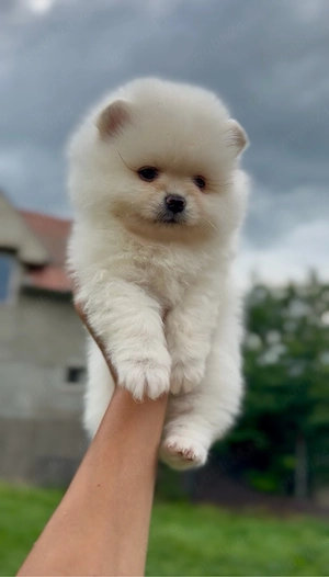  Disponibil Pomeranian Boo, exemplar superb !