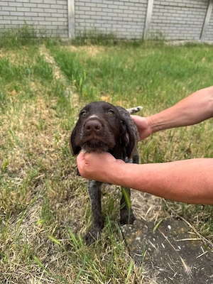 Vand caini rasa Brac German - imagine 2