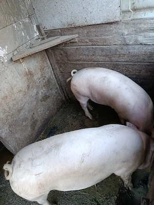 Porci de vânzare rasa Landrace , foarte bună de carne 
