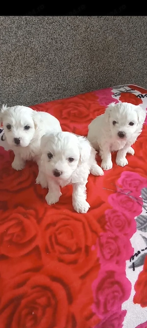 Bichon talie mică miny toy
