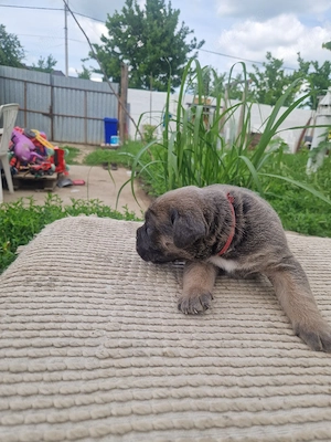 Cane Corso(Linie extraordinara) - imagine 2