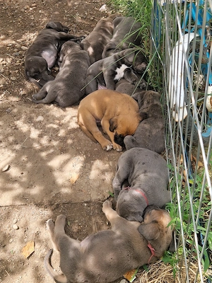 Cane Corso(Linie extraordinara) - imagine 4